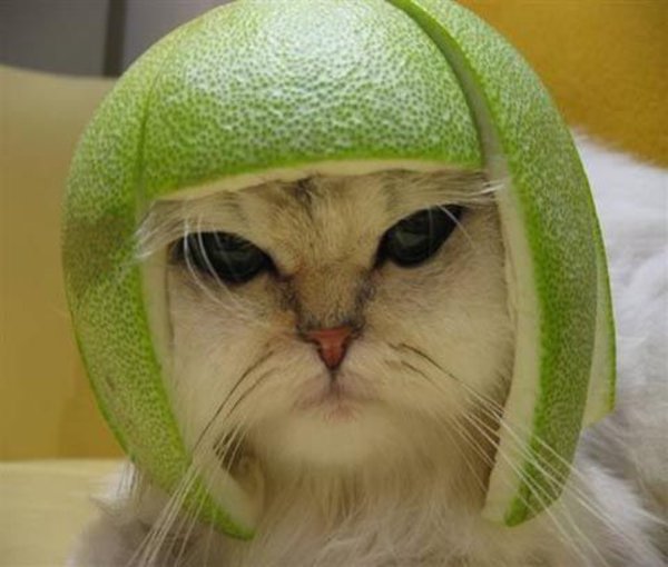 Limecat Know Your Meme