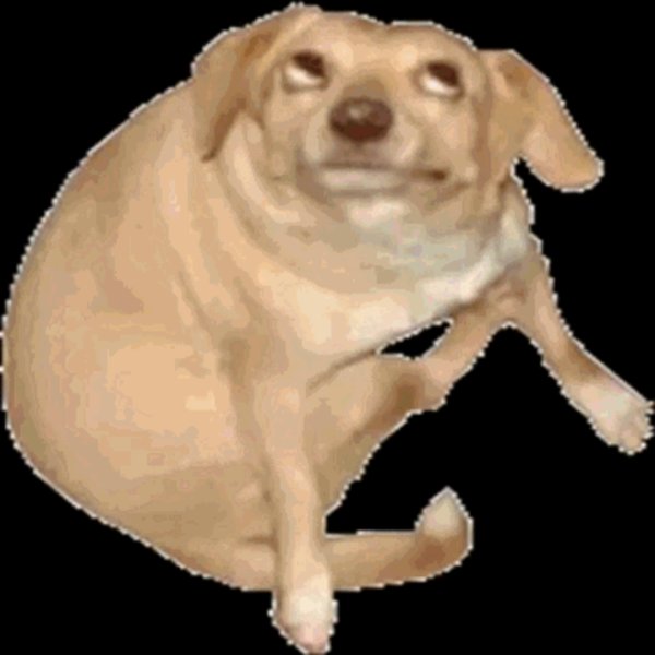 6O163's DOG Know Your Meme