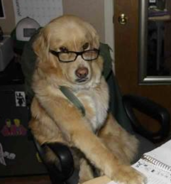 Financial Advice Dog Know Your Meme