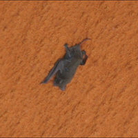 Space Bat