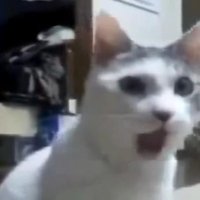 OMG Cat
