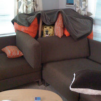 Dog Fort