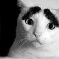 Eyebrow Cat (眉毛猫)
