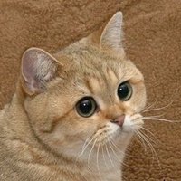 Starecat / Grafics Cat