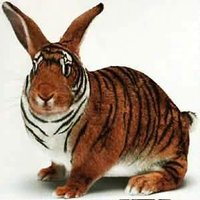 tiger?