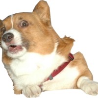 Surprised Corgi