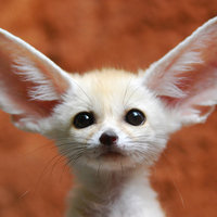 Cute Animals