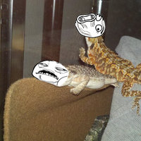 Sweet Jesus Lizard