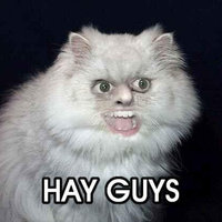 Hey GUZ