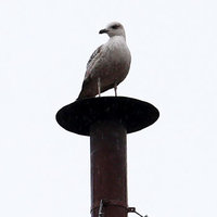Sistine Seagull