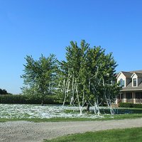 Toilet Papering