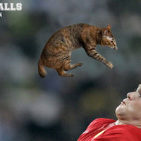 Sports Balls Replaced With Cats