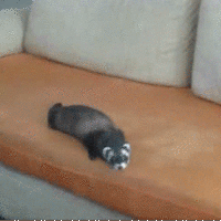 Fuck Everything Ferret