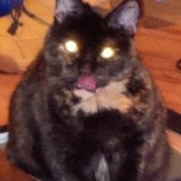 Angry Black Cat