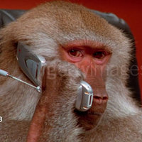 Getty Images Baboons