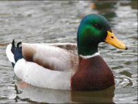 Mallard