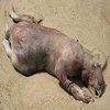 Montauk Monster Montauk Monster