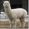 Baidu 10 Mythical Creatures (Grass Mud Horse) Baidu 10 Mythical Creatures (Grass Mud Horse)