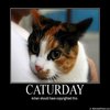 Caturday Caturday