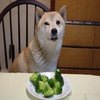 Broccoli Dog Broccoli Dog