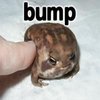 Bump Bump