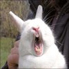 Bunnyfaic