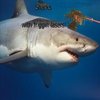 Sharks With Lasers Sharks With Lasers