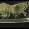 Shrimp on a treadmill Shrimp on a treadmill