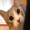 Ninjacat