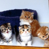 Itteh Bitteh Kitteh Committeh Itteh Bitteh Kitteh Committeh