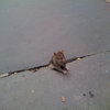 Sad Rat