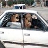 Two Camels in a Tiny Car Two Camels in a Tiny Car