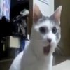 OMG Cat