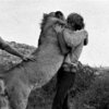 Christian the Lion Christian the Lion