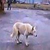 Techno Dog Techno Dog