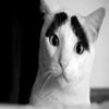 Eyebrow Cat (眉毛猫) Eyebrow Cat (眉毛猫)
