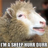Hurr Durr Hurr Durr