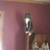 Some Guy Yells At Cats (I Am Going To Rape You!) Some Guy Yells At Cats (I Am Going To Rape You!)