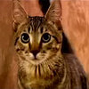 The Mean Kitty Song