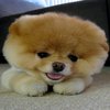 Boo the cutest dog in the world Boo the cutest dog in the world