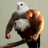 Birds with Arms Birds with Arms