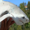 dramatic shark dramatic shark