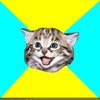 Happy Kitten Happy Kitten