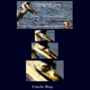 Uncle Ray/Pedo Pelican/Greedy Heron