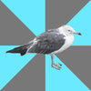 Curmudgeon Seagull Curmudgeon Seagull