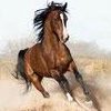 Horse_ebooks Horse_ebooks