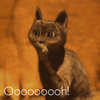 Ooh Cat Ooh Cat