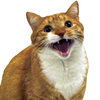 Mylo the Cat Mylo the Cat