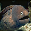 Bad Joke Eel Bad Joke Eel