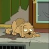 Fry's Dog